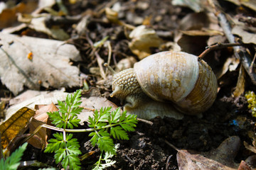 Forest snail in his natural habitat