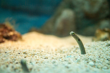 Spotted garden eel| (Heteroconger hassi)