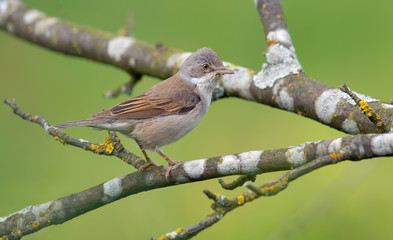 Common whitethroat perched in branches