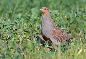 Grey partridge posing in the herbs