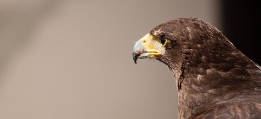 Dramatic shot of the eagle with blood on his beak