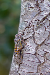 Photo of insect-cicada on old tree