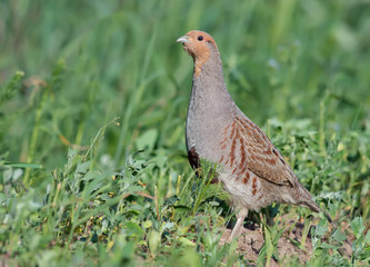 Grey partridge posing in the grass