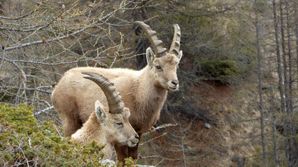 Bouquetins jeunes mâles