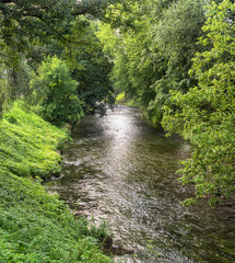 river banks overgrown with green trees