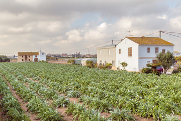 Artichokes field in Valencia in Spain Europe