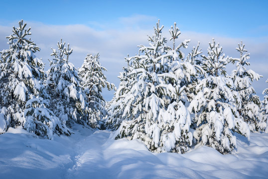 A winter landscape image of Christmas trees covered in snow with deep snow lying on the footpath.