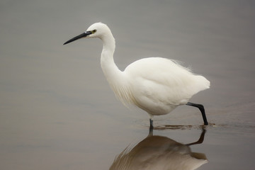 Garzetta (Egretta garzetta) nello stagno