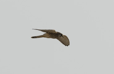 Kestrel