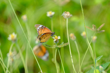 Butterfly and flower.