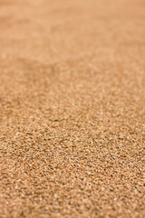 Fototapeta na wymiar Grains of wheat close-up