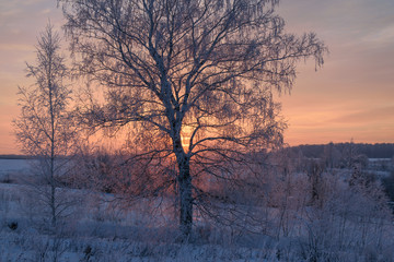 Зимний пейзаж с видом заснеженных деревьев на фоне заката 