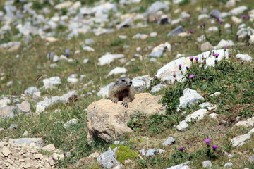 Marmotton