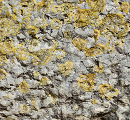 Rock with lichen background