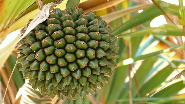 Close up of the Fruit of the tropical tree, Common screw pine (Pandanus utilis) which  is 
pineapple shaped and edible.Pan right