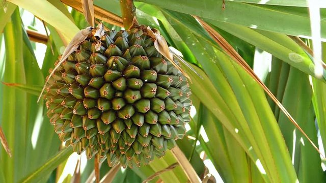 Close up of the Fruit of the tropical tree, Common screw pine (Pandanus utilis) which is pineapple shaped and edible.Pan left
