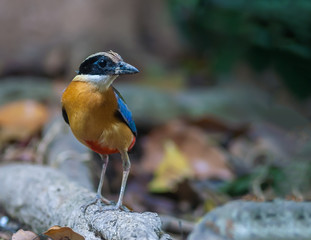 Blue-winged Pitta(Blue-winged Pitta),colorful bird standing on ground.