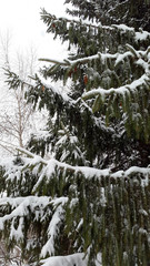 fir tree with snow