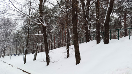 winter in Kharkiv - park with snow