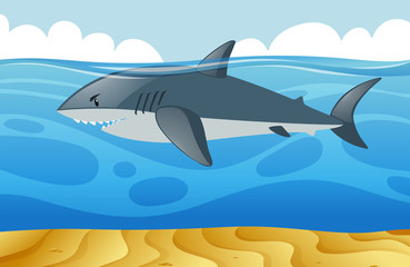 Fototapeta premium Wild shark swimming under the sea