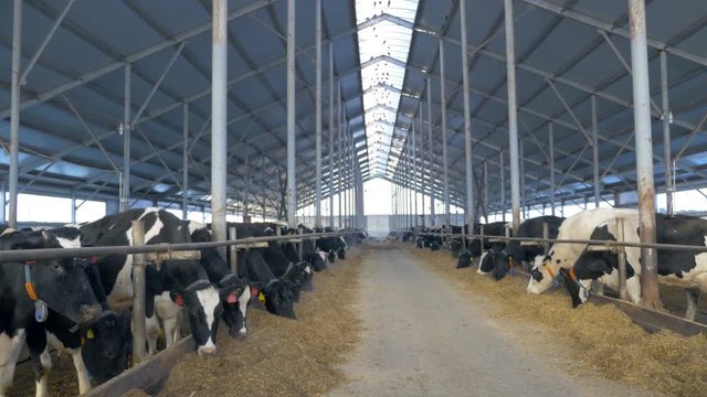 Many cows, flock in farm. Herd of cows looking in to camera, eating in cowshed. 4K.