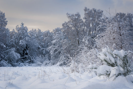 A winter Landscape image of snow covered trees and deep snow on the ground.