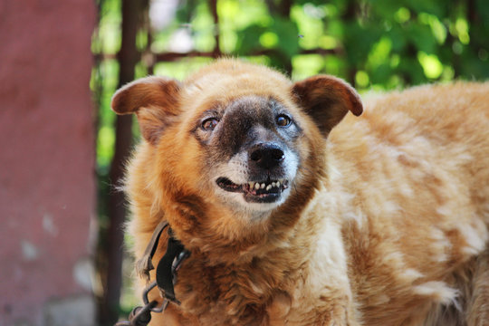 Old Chain Red Dog With A Malignant Inoperable Tumor On The Face In The Area Of The Nasal Cavity.