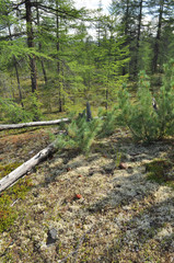 Siberian dwarf pine in deciduous taiga Yakutia.