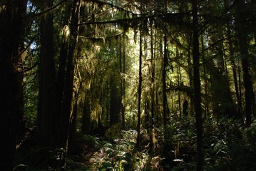 Walk in mystery forest