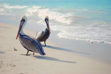 Pelican on the beach
