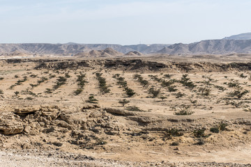 Fototapeta na wymiar Frankincense tree plants plantage agriculture growing desert near Salalah Oman 4