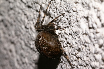 Gartenkreuzspinne, Spinne kurz vor der Eiablage, Araneus diadematus