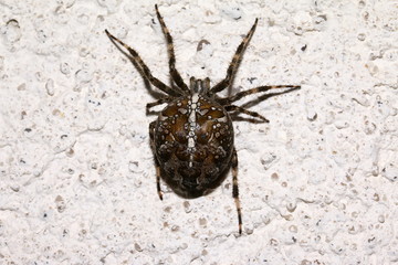 Gartenkreuzspinne, Spinne kurz vor der Eiablage, Araneus diadematus
