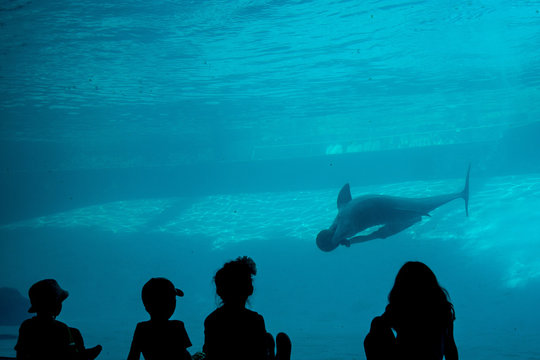 A Silhouette of kids excited to watch the dolphin play under water in the Corpus Christi Aquarium