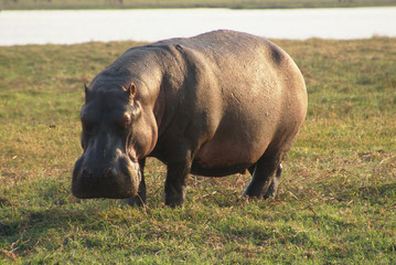 Fototapeta premium hippo is grazing on the riverside