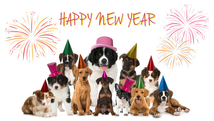 Happy New Year Puppies