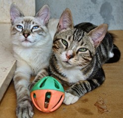 Coop Junior e Zagor (Harley)