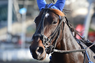 Obraz premium trotteur