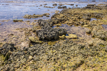 Algen und Ablagerungen an der Atlantikküste