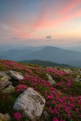 Fototapeta na wymiar rhododendron in the Carpathian mountains and dramatic sky