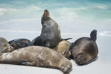 Fototapeta premium Huddle of Sea Lions