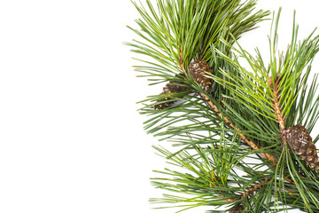 Pine branch with cones