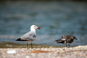 Fototapeta premium Gaviota de Audouin