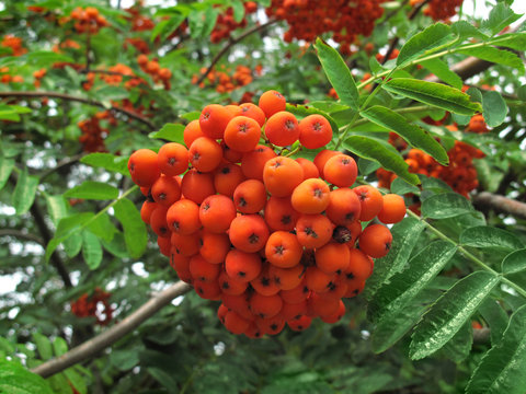 Branches of mountain ash with bright orange berries