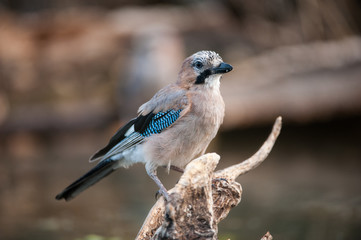 Arrendajo