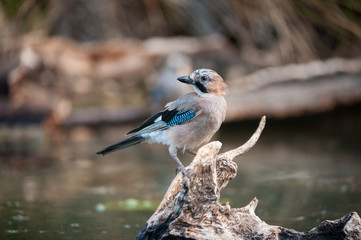 Arrendajo