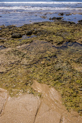 Mit Algen bewachsene Felsen am Sandstrand