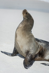 Nose in the Air Galapagos Sea Lion