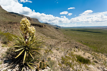 Blooming Yucca at Oliver Lee Memorial State Park, New Mexico