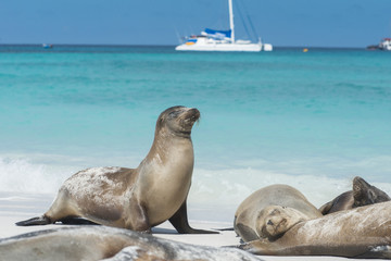 Galapagos Sea Lions and Tourist Ship